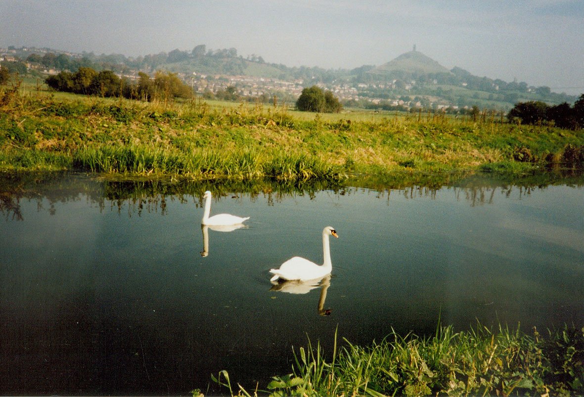 Swans on the River Brue - photo: Kathy Jones