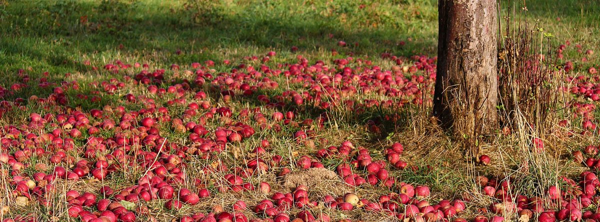 Windfall apples